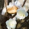 Guirlande led roses decorative 1.35m à piles blanc chaud extérieur arbres arche mariage