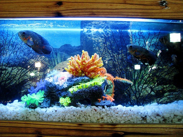 Quel éclairage choisir pour votre aquarium ?