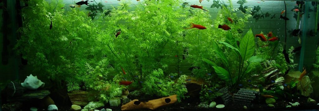 Quel éclairage choisir pour un aquarium à plantes