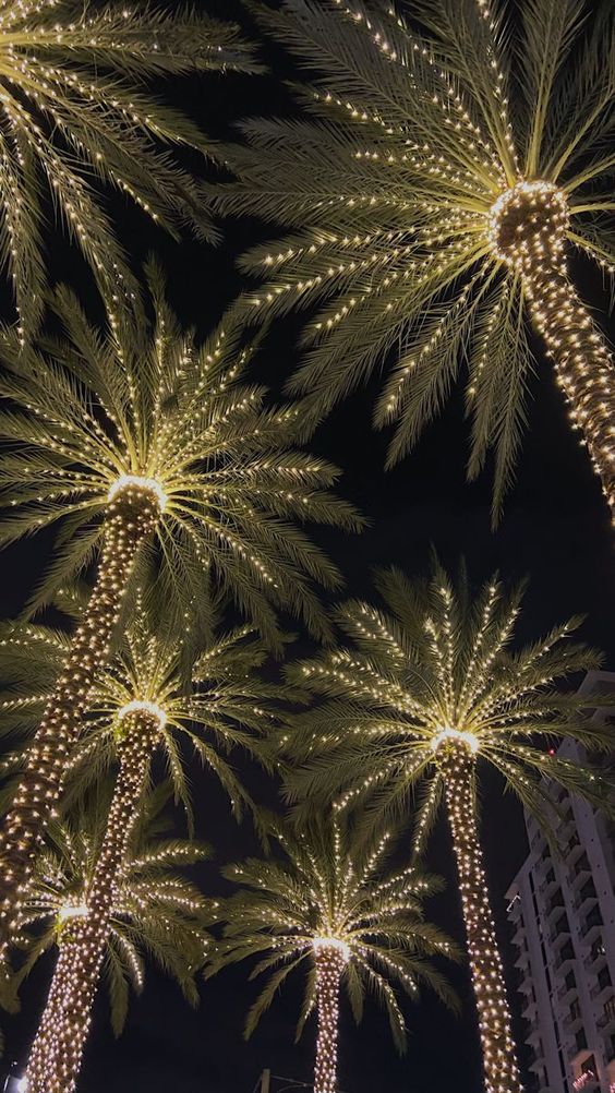 illumination de palmier avec guirlande lumineuse