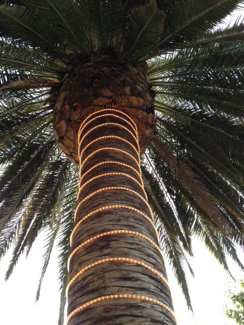 illumination de palmier avec cordon lumineux