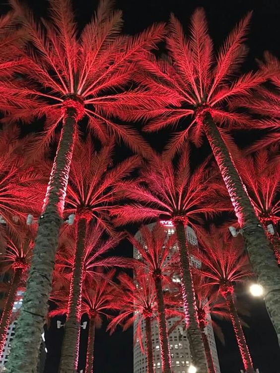 illumination de palmier avec projecteur led