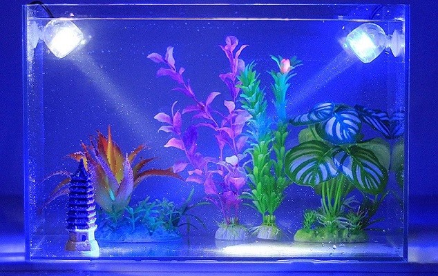 Quelle décoration pour mon aquarium?