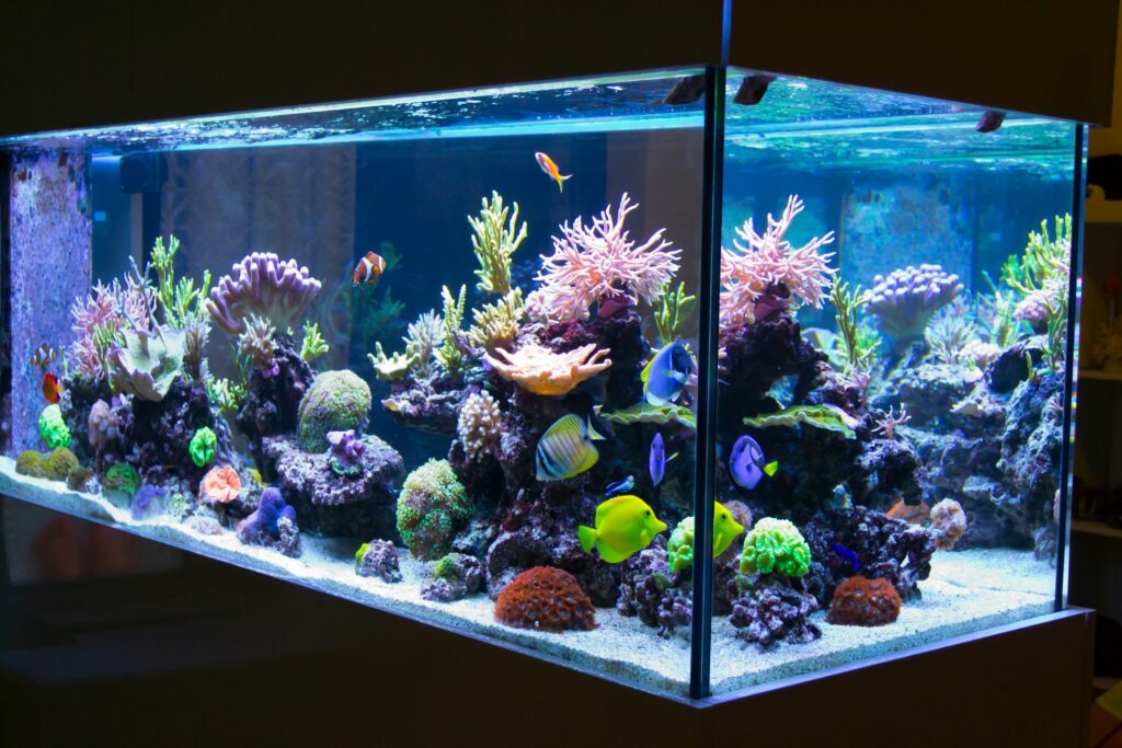 Quel est le meilleur éclairage pour un aquarium ?