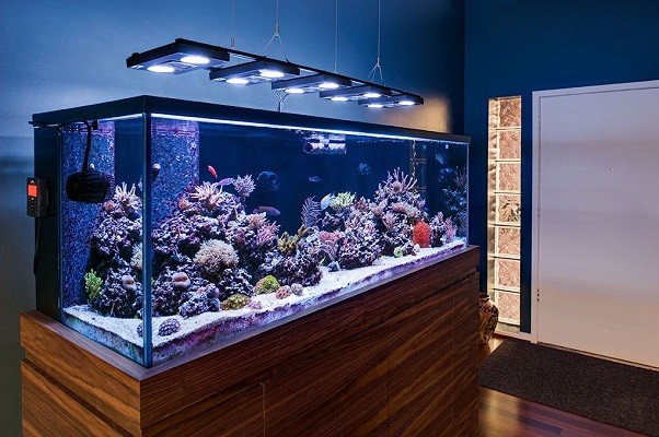 éclairage pour un aquarium ?